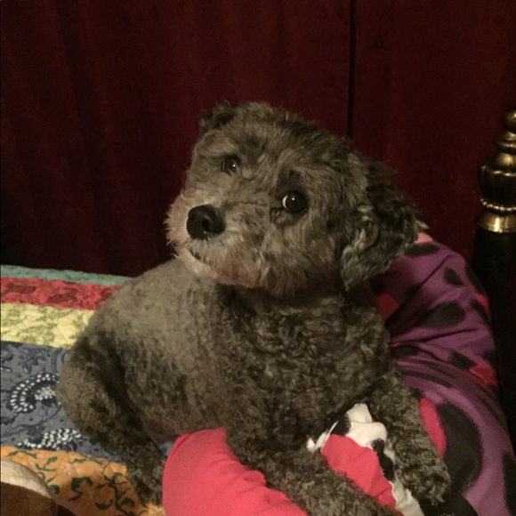 Meet your Posher, Brenda - Picture 4 of 4